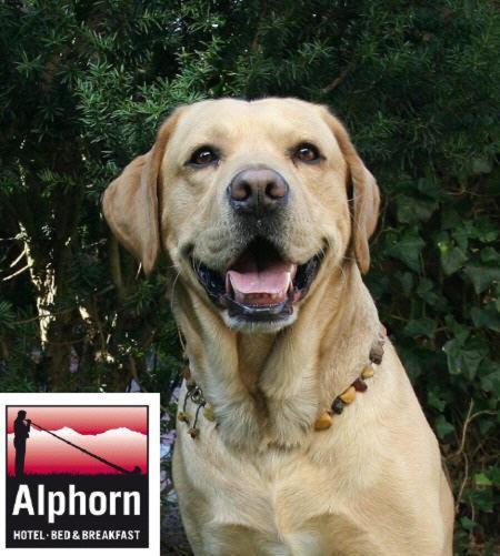 Alphorn 2*